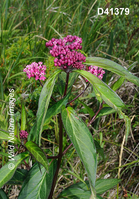 Swamp Milkweed (Asclepias incarnata)